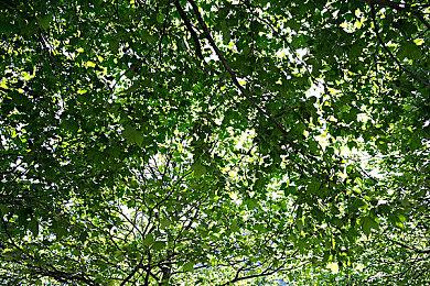 《艾尔登法环》“黄金树幽影”新截图 悲剧的遗弃者