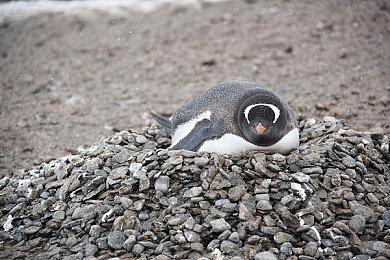 《碧蓝幻想：Relink》新预告片分享 试玩信息透露